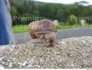 Snail