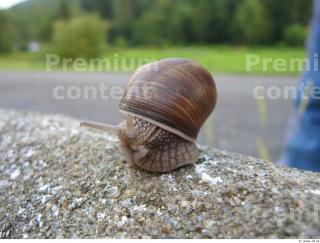 Snail