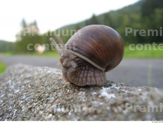 Snail