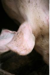 Ear Pig