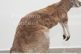 Kangaroo