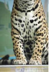 Leg Jaguar