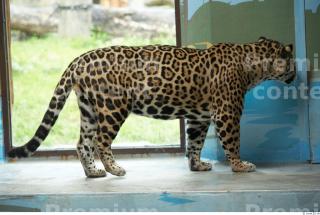 Jaguar poses