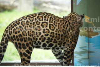 Jaguar poses