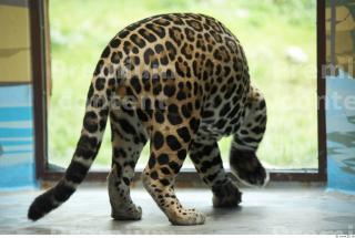 Jaguar poses