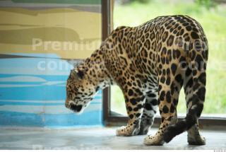 Jaguar poses