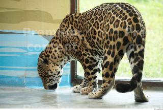 Jaguar poses