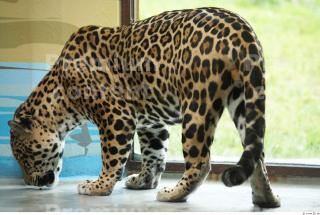 Jaguar poses