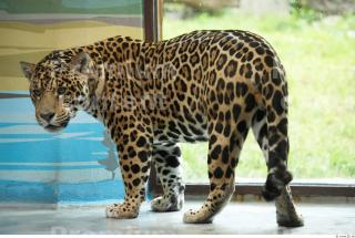 Jaguar poses