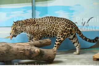 Jaguar poses