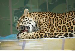 Head Other Jaguar