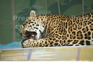 Jaguar poses