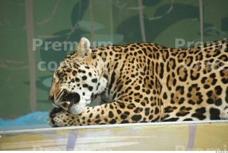 Jaguar poses