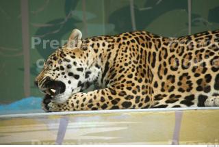 Jaguar poses