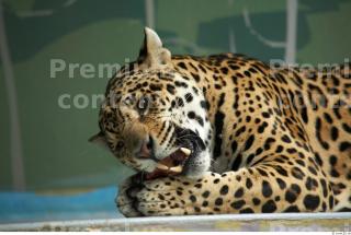 Jaguar poses