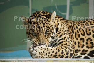 Jaguar poses