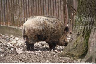 Boar