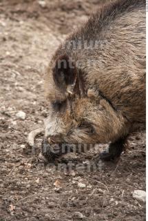 Boar