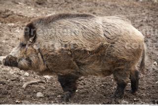 Boar