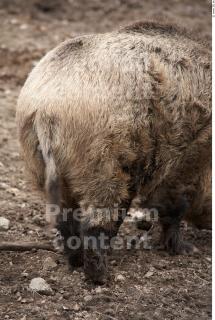 Boar