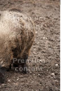 Boar