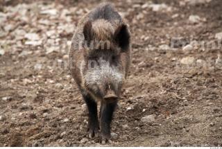 Boar