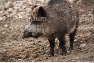 Boar