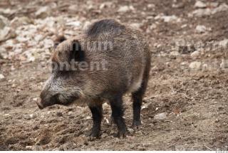 Boar