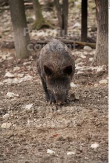 Boar