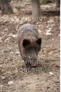 Boar