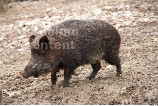 Boar