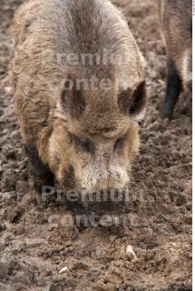 Boar