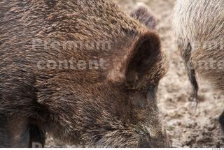 Boar