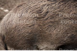 Boar