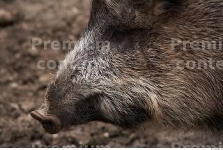 Boar