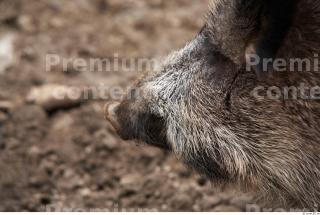 Boar