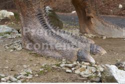 Foot Dinosaurus-Thyranosaurus