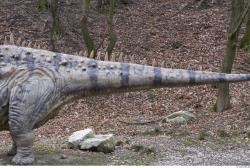 Tail Dinosaurus-Diplodocus