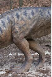 Leg Whole Body Dinosaurus-Ceratosaurus Animal photo references