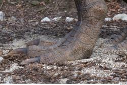 Foot Whole Body Dinosaurus-Ceratosaurus Animal photo references