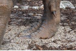 Foot Whole Body Dinosaurus-Ceratosaurus Animal photo references