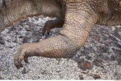 Leg Whole Body Dinosaurus-Ceratosaurus Animal photo references