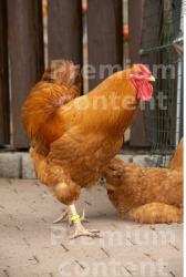 Whole Body Hen Animal photo references