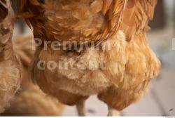 Whole Body Hen Animal photo references