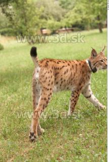 Bobcat