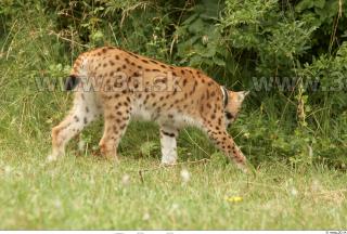 Bobcat