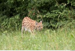 Whole Body Bobcat