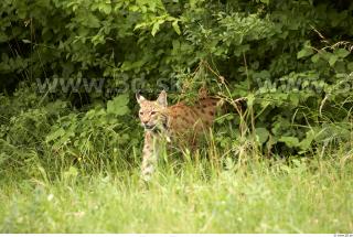 Bobcat