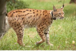 Bobcat