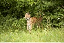 Upper Body Bobcat